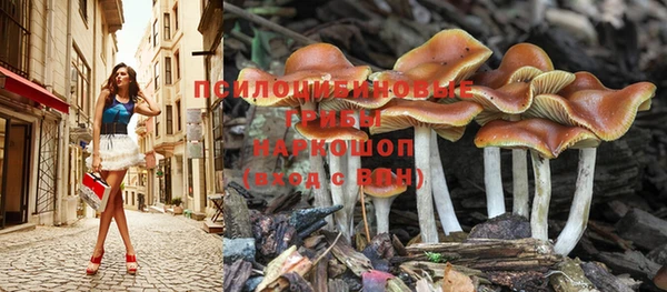 сатива Аркадак